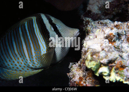 La Mer Rouge Sailfin Tang prises dans la région de Marsa Shagra Marsa Alam en Mer Rouge, Egypte. Banque D'Images