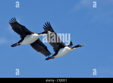 Roi ou impériale (Phalacrocorax atriceps) Cormorans en vol, le Canal de Beagle, l'Argentine, l'Amérique du Sud Banque D'Images