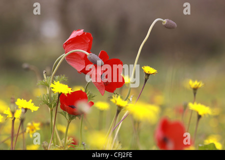 Anemone coronaria AKA marigold ou Kalanit Espagnol Banque D'Images