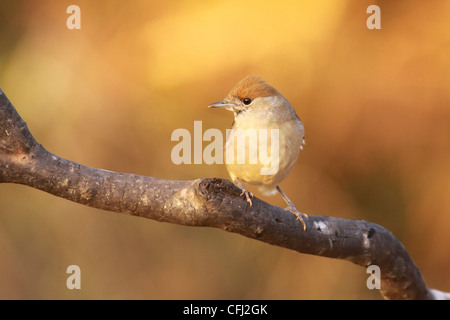 Sylvia atricapilla blackcap (femelle) perché sur une branche tourné en Israël en novembre Banque D'Images