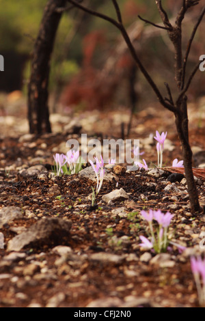 Colchicum stevenii Steven's meadow saffron photographié en Israël, Carmel Forest en Novembre Banque D'Images