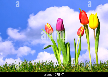 Photo de tulipes au printemps frais contre un fond de ciel. Banque D'Images