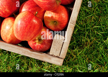 Still Life photo de pommes rouges fraîchement cueillis dans une caisse en bois sur l'herbe. Banque D'Images