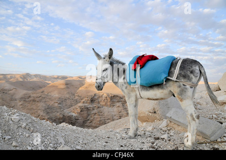 Désert de Judée, près de Wadi Qelt Monastère grec-orthodoxe de Saint George, dans l'est de la Cisjordanie Banque D'Images