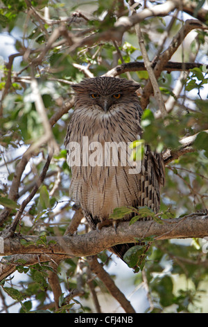 Hibou marron se percher dans un arbre Banque D'Images