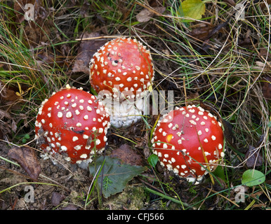 Trois champignons toxiques sont dans une herbe Banque D'Images