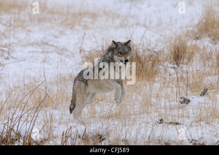 Loup sauvage de Yellowstone en marche dans la neige et menaçant, agressivement montrant ses dents Banque D'Images