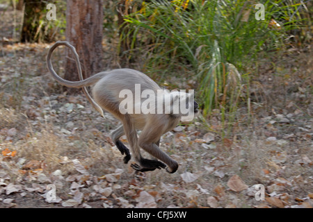 Gray Langur monkey en marche Banque D'Images