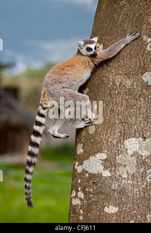 Untitled Document l'anneau (Lemur catta) climbing tree Banque D'Images