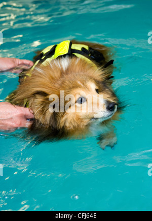 Shetland Sheepdog natation Banque D'Images