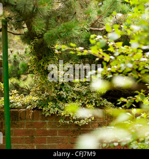 Un jardin vert avec des arbres, buissons et ivy à côté d'un lave-pôle. Banque D'Images