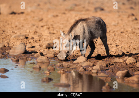 Phacochère, Phacochoerus aethiopicus, boire, Rooipoort réserve naturelle, Northern Cape, Afrique du Sud Banque D'Images