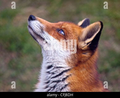 European Red Fox (Vulpes vulpes), Royaume-Uni Banque D'Images