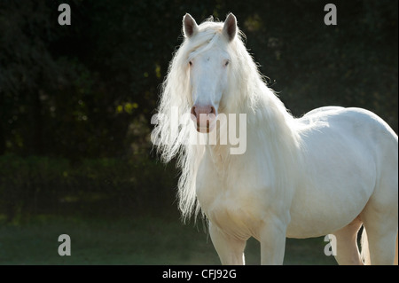 Projet de l'étalon blanc américain Banque D'Images
