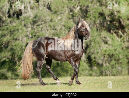 Black silver dapple Missouri Fox Trotter stallion Banque D'Images