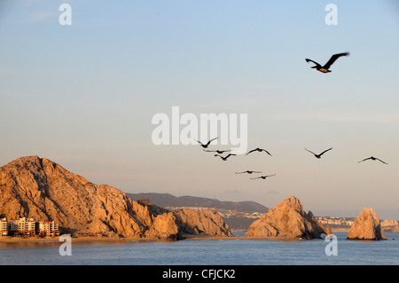 Vol de pélicans dans Cabo San Lucas Banque D'Images