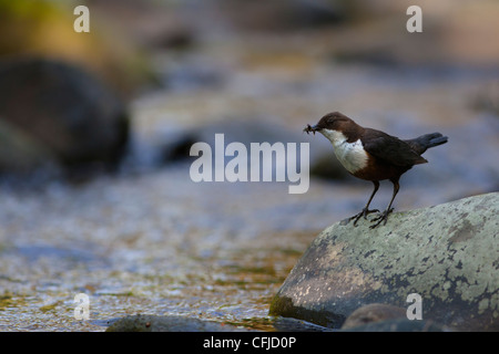 Balancier (Cinclus cinclus) sur pierre avec bec éphémères dans Banque D'Images