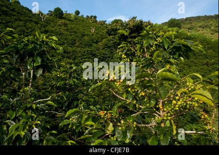 Dans les plantations de café Banque D'Images