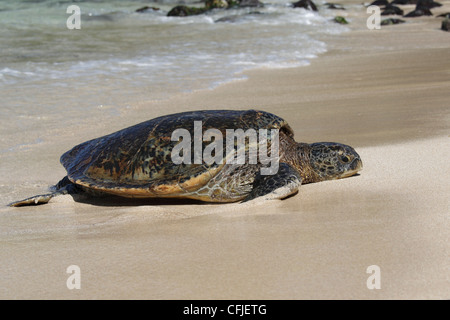 Des tortues de mer vertes (Chelonia mydas), ramper à terre pour se reposer et se prélasser au soleil Banque D'Images