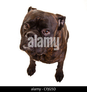 Chien Boxer isolated on white Banque D'Images