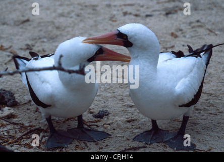 Fous masqués dans une cour Banque D'Images