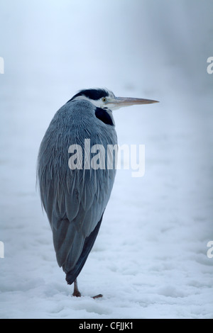 Héron cendré se reposant sur la glace, hiver, Suède Banque D'Images