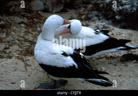 Fous masqués dans une cour Banque D'Images