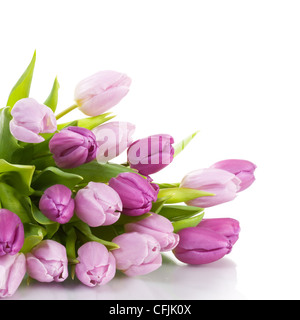 Tulipes violet frais gros plan sur fond blanc Banque D'Images