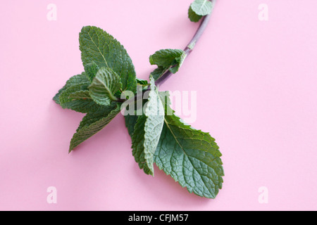 Mint leaves on assorted bg Banque D'Images