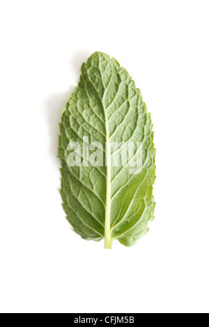 Mint leaves on assorted bg Banque D'Images