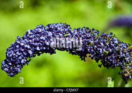 Pourpre violet fleurs de l'arbre aux papillons, Buddleia Davidii vert avec fond dissous Banque D'Images