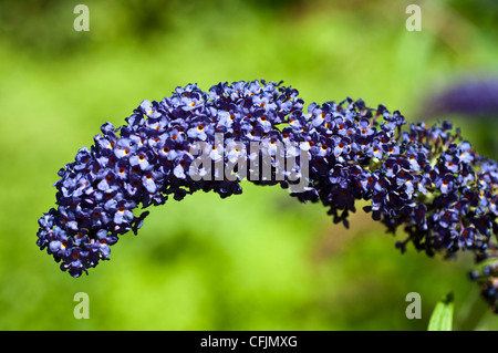 Pourpre violet fleurs de l'arbre aux papillons, Buddleia Davidii avec fond vert, dissous, fleur, fleur Banque D'Images