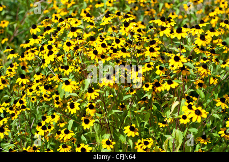 Beaucoup de fleurs jaunes Rudbeckia triloba, Brown Eyed Susan Banque D'Images