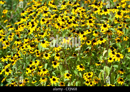 Beaucoup de fleurs jaunes Rudbeckia triloba, Brown Eyed Susan Banque D'Images