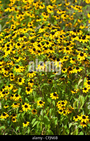 Beaucoup de fleurs jaunes Rudbeckia triloba, Brown Eyed Susan Banque D'Images