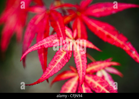 Fermer les feuilles de Mapple, Japonais Acer palmatum atropurpureum, Aceraceae Banque D'Images