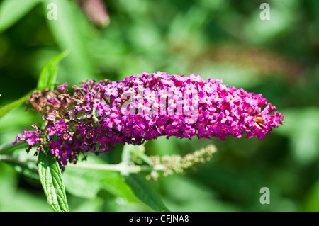 Pourpre violet fleurs de l'arbre aux papillons, Buddleja ou Buddleia var Mlle Ruby, Buddlejaceae Banque D'Images