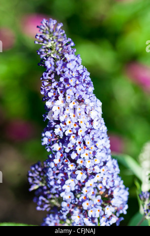 Gros plan sur les fleurs du Buisson des papillons, Buddleja Davidii ou Buddleia Davidii var Ellens Blue dans un jardin. Banque D'Images