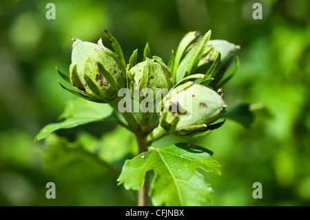 Close up de fruits, noix d'Hibiscus syriacus arbuste, Rose de Sharon, de l'arbuste, Althea Althea, Malvaceae Rose Banque D'Images