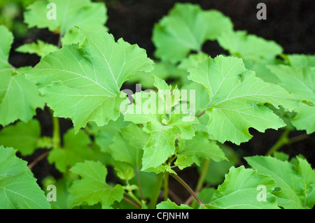 Les feuilles des plantes toxiques La lampourde glouteron Xanthium strumarium, Banque D'Images