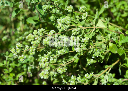 Gros plan de marjolaine aux herbes vertes fraîches (Origanum majorana, Majorana hortensis) poussant dans un jardin, montrant des feuilles et de petits têtes de fleurs. Banque D'Images