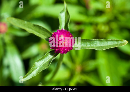 Gros plan d'une fleur d'amarante rouge Globe (Gomphrena globosa) avec des feuilles vertes. Une espèce d'Amaranthaceae originaire d'Amérique tropicale. Banque D'Images