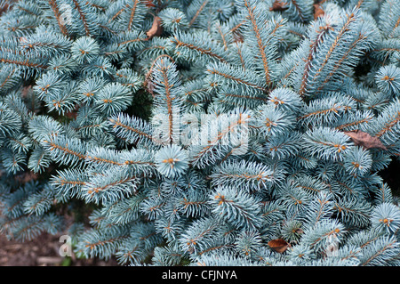 Silver Blue conifères de l'épinette du Colorado, Picea pungens Glauca f var Montgomery Banque D'Images