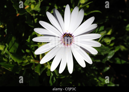 Osteospermum violet blanc avec centre placé sur un fond de verdure, Andalousie, Espagne, Europe de l'Ouest. Banque D'Images