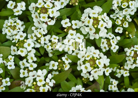 De nombreuses petites fleurs blanches de Sweet Alyssum, Easter bonnet blancs Alyssum, Lobularia maritima Banque D'Images