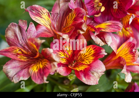 Rose, rouge, jaune, violet, fleurs violettes de la princesse Oxana, Lily péruvienne. L'Alstroemeria x Straprioxa Banque D'Images