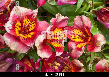 Rose, rouge, jaune, violet, fleurs violettes de la princesse Oxana, Lily péruvienne. L'Alstroemeria x Straprioxa, Bloom, blossom, pétales, c Banque D'Images