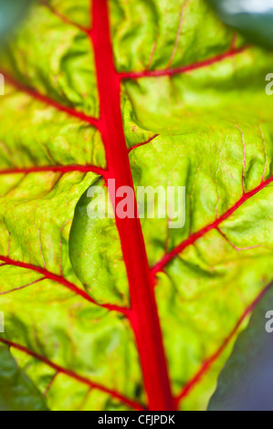 Tiges et feuilles rouge vert rétroéclairé de la bette à carde, Beta vulgaris subsp. cicla Banque D'Images