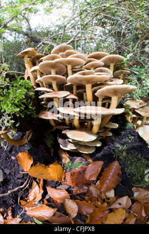 Toadstool champignons émergeant d'une connexion pourrie Banque D'Images