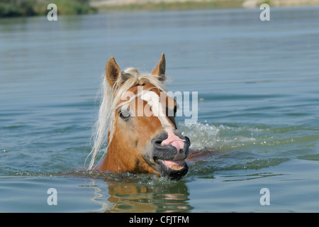 Cheval Haflinger stallion dans un lac Banque D'Images